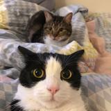 bearandcat1026